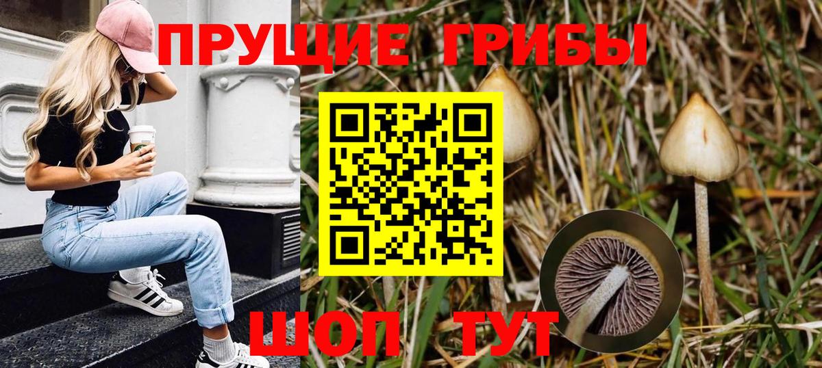 Галлюциногенные грибы прущие грибы  Галлюциногенные грибы Psilocybe  Вход с VPN  Мурино 