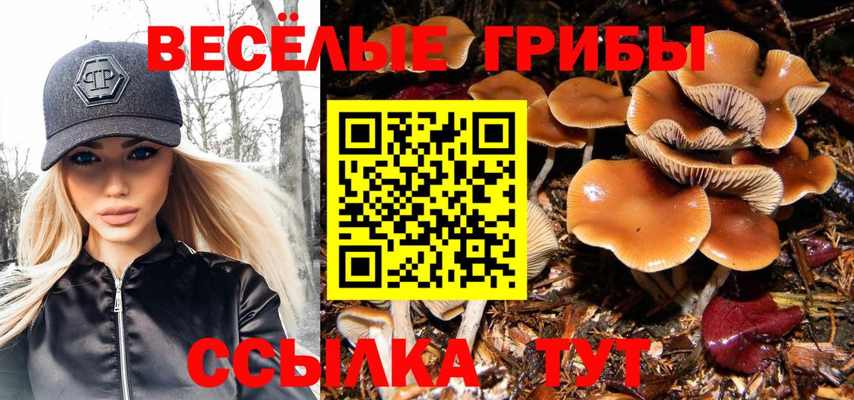 Галлюциногенные грибы Psilocybe Мурино